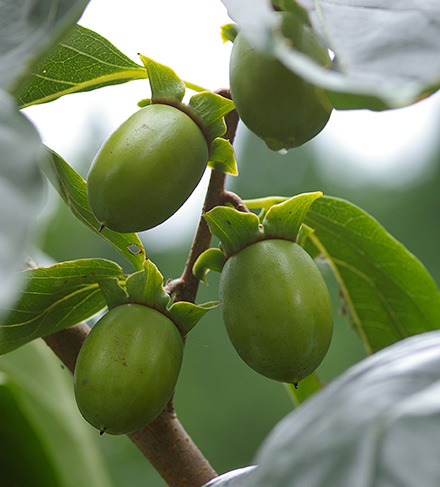 柿渋は最高品質といわれる南山城地方
（現在の京都府相楽郡、綴喜郡のあたり）産のみを使用。柿のタンニン含有量が違います。